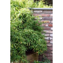 Premium basics 6x Fargesia Rufa Ø13 cm Bamboe (48278)