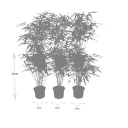 Premium basics 6x Fargesia Rufa Ø13 cm Bamboe (48278)