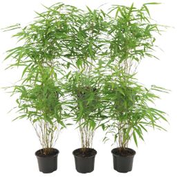 Premium basics 6x Fargesia Rufa Ø13 cm Bamboe (48278)
