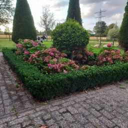 Garden basics 60x Euonymus jap. Green Spire - ↕10-25cm - Ø9cm (46918)