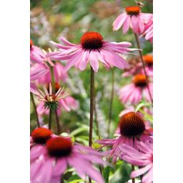 Garden basics 48x Echinacea p. 'Magnus' - ↕10-25cm - Ø9cm (50399)