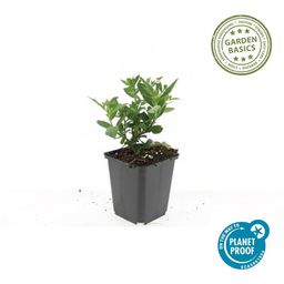 Garden basics 48x Aster ageratoides 'Stardust' - ↕10-25cm - Ø9cm (50375)