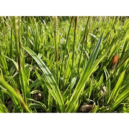 Garden basics 24x Carex morrowii 'Aureovariegata' - ↕10-25cm - Ø9cm (50380)
