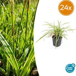 Garden basics 24x Carex morrowii 'Aureovariegata' - ↕10-25cm - Ø9cm (50380)