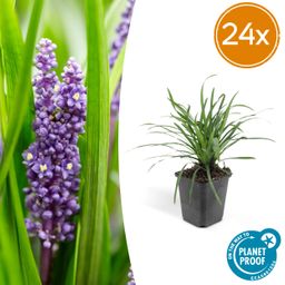 Garden basics 24x Liriope muscari 'Big Blue' - ↕10-25cm - Ø9cm (50468)