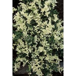 Garden basics 12x Euonymus fort. 'Harlequin' - ↕10-25cm - Ø9cm (47709)