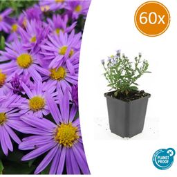 Garden basics 60x Aster (D) 'Prof. Anton Kippenberg' - ↕10-25cm - Ø9cm (47596)
