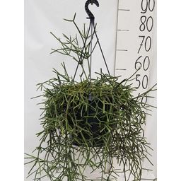 Rhipsalis Pilocarpa (21838)