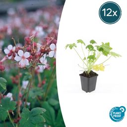 Garden basics 12x Geranium macr. 'Spessart' - ↕10-25cm - Ø9cm (47793)