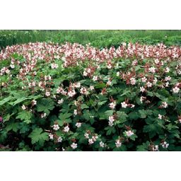 Garden basics 12x Geranium macr. 'Spessart' - ↕10-25cm - Ø9cm (47793)