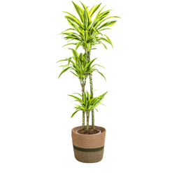 Dracaena Deremensis Lemon Lime met mand Ø24cm - ↕130 (48767)