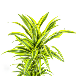 Dracaena Deremensis Lemon Lime met mand Ø24cm - ↕130 (48767)