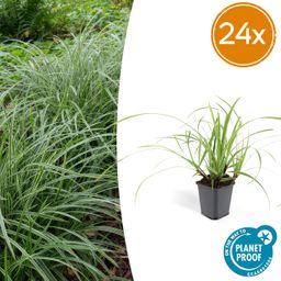 Garden basics 24x Carex morrowii 'Ice Dance' - ↕10-25cm - Ø9cm (50382)