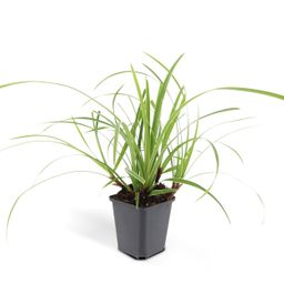 Garden basics 24x Carex morrowii 'Ice Dance' - ↕10-25cm - Ø9cm (50382)