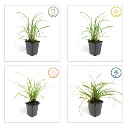 Garden basics 24x Carex morrowii 'Ice Dance' - ↕10-25cm - Ø9cm (50382)