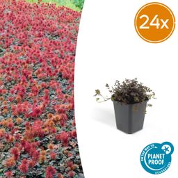 Garden basics 24 x Acaena microphylla 'Kupferteppich' - ↕10-25cm - Ø9cm (50254)