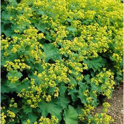 Garden basics 12x Alchemilla mollis - ↕10-25cm - Ø9cm (46865)