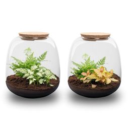 Planten terrarium - Emma Mini - DIY kit - Ø 19 cm - Fittonia White Tiger (8720872022314)
