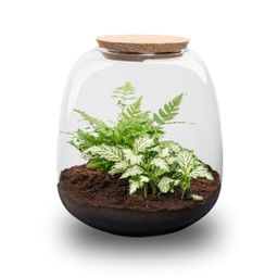 Planten terrarium - Emma Mini - DIY kit - Ø 19 cm - Fittonia White Tiger (8720872022314)