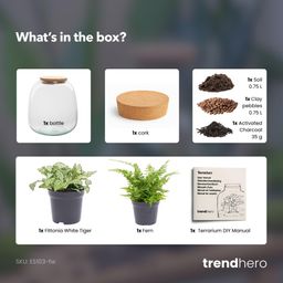 Planten terrarium - Emma Mini - DIY kit - Ø 19 cm - Fittonia White Tiger (8720872022314)