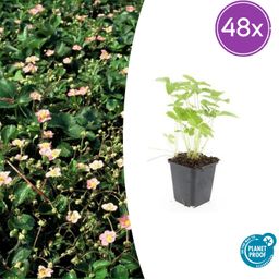 Garden basics 48x Fragaria vesca - ↕10-25cm - Ø9cm (50415)