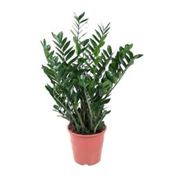 Zamioculcas - 90cm ⌀21-24cm (36504)