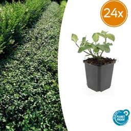 Garden basics 24x Euonymus fort. 'Dart's Blanket' - ↕10-25cm - Ø9cm (50404)