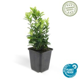 Garden basics 12x Euonymus jap. Green Spire - ↕10-25cm - Ø9cm (46915)