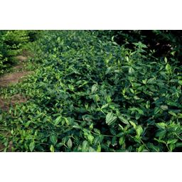 Garden basics 24x Euonymus fort. 'Dart's Blanket' - ↕10-25cm - Ø9cm (50404)