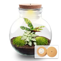 DIY Planten terrarium (met licht) - Teddy - Ø 25 cm ↑ 26,5 cm - Met LED-kurk (53777)