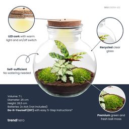 DIY Planten terrarium (met licht) - Teddy - Ø 25 cm ↑ 26,5 cm - Met LED-kurk (53777)