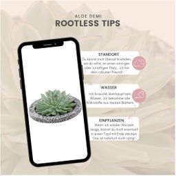 Rootless by aloe demi ROOTLESS Succulent Echeveria Pulidonis in schaal 'Concrete' Ø20 cm (8721001420162)