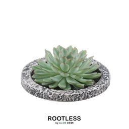 Rootless by aloe demi ROOTLESS Succulent Echeveria Pulidonis in schaal 'Concrete' Ø20 cm (8721001420162)
