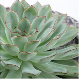 Rootless by aloe demi ROOTLESS Succulent Echeveria Pulidonis in schaal 'Concrete' Ø20 cm (8721001420162)