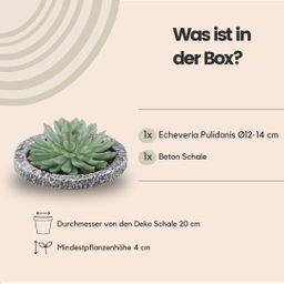 Rootless by aloe demi ROOTLESS Succulent Echeveria Pulidonis in schaal 'Concrete' Ø20 cm (8721001420162)