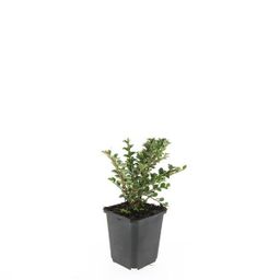 Garden basics 24x Cotoneaster horizontalis - ↕10-25cm - Ø9cm (50396)