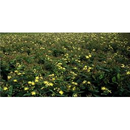 Garden basics 6x Hypericum inodorum - ↕10-25cm - Ø9cm (47851)