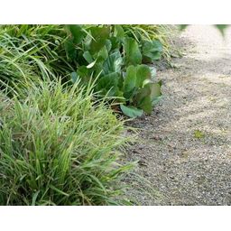 Garden basics 24x Bergenia cordifolia 'Herbstblüte' - ↕10-25cm - Ø9cm (50372)