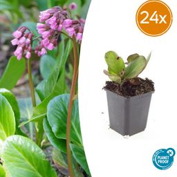 Garden basics 24x Bergenia cordifolia 'Herbstblüte' - ↕10-25cm - Ø9cm (50372)