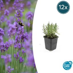 Garden basics 12x Lavandula ang. 'Munstead' - ↕10-25cm - Ø9cm (47877)