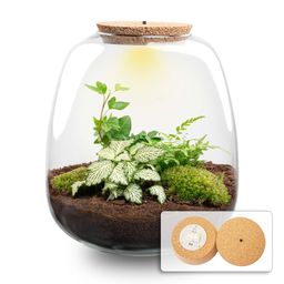 Planten terrarium - Emma - DIY kit - Ø 23 cm - Hedera White (52493)