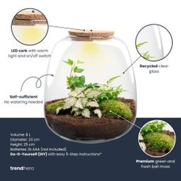 Planten terrarium - Emma - DIY kit - Ø 23 cm - Hedera White (52493)