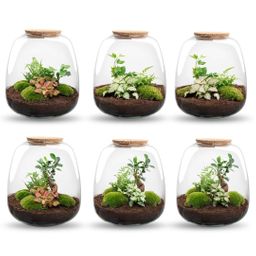 Planten terrarium - Emma - DIY kit - Ø 23 cm - Hedera White (52493)