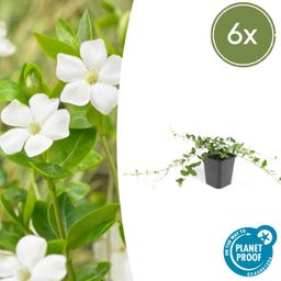 Garden basics 6x Vinca minor 'Alba' - ↕10-25cm - Ø9cm (47009)