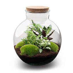 DIY Planten terrarium (met verlichting) - Bolder Bob - Ø 31 cm ↑ 30 cm - No tools (53976)