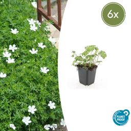Garden basics 6x Geranium sang. 'Album' - ↕10-25cm - Ø9cm (47811)