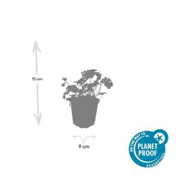 Garden basics 6x Geranium sang. 'Album' - ↕10-25cm - Ø9cm (47811)