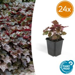 Garden basics 24x Heuchera mic. 'Palace Purple' - ↕10-25cm - Ø9cm (50326)