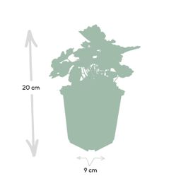 Garden basics 24x Heuchera mic. 'Palace Purple' - ↕10-25cm - Ø9cm (50326)