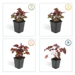 Garden basics 24x Heuchera mic. 'Palace Purple' - ↕10-25cm - Ø9cm (50326)